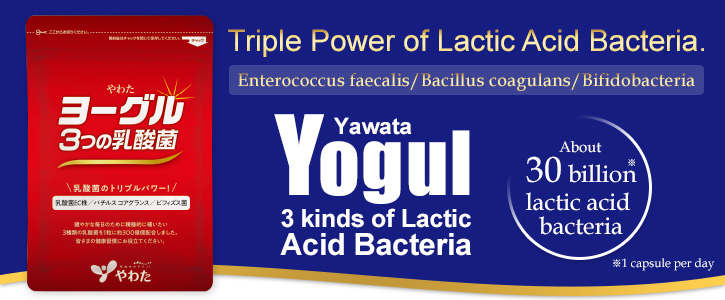 Yawata Yogul-3 kinds of Lactic Acid Bacteria