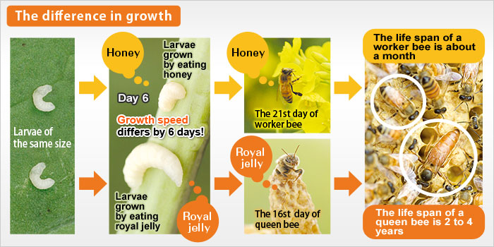 Royal Jelly Gold 800 60 Capsules Per Month Yawata