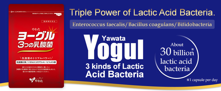 Yawata Yogul-3 kinds of Lactic Acid Bacteria